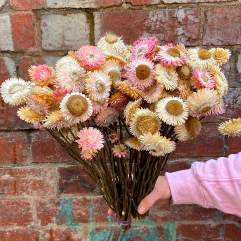 Freshly dried flower bunch- Helichrysum